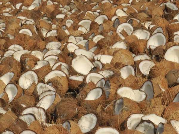 coconut
